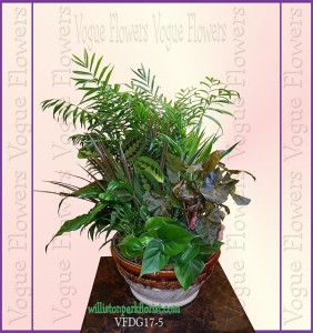 Vogue's Premium Dish Garden Plant