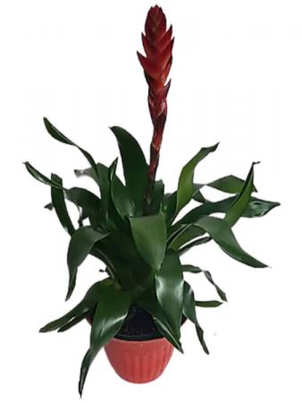 VRIESEA   4"  House Specialty