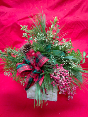 Walk in the Woods Fresh Evergreens