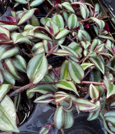 Wandering Jew 
