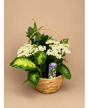 Warm White Basket  Basket Plant 