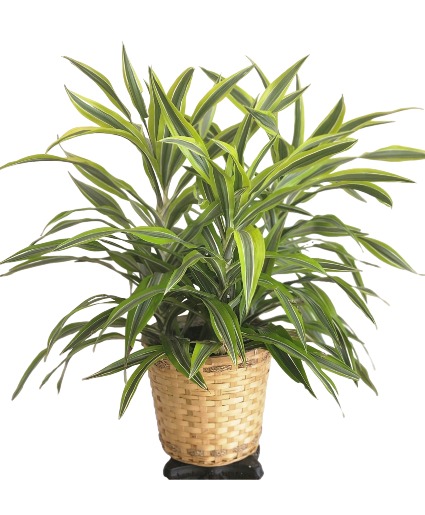 Warneckii Lemon-Lime Plant Plant