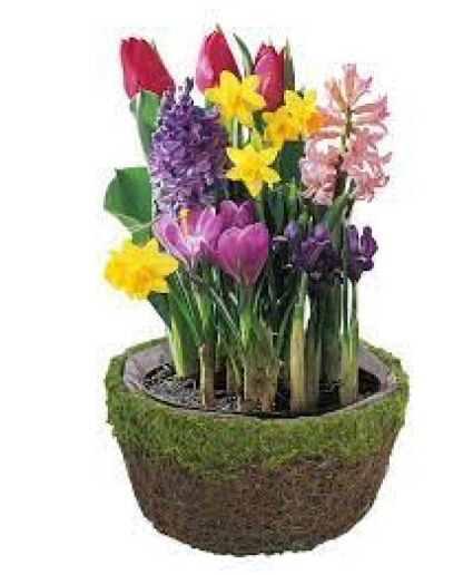 Watch Me Grow Bulb Garden 