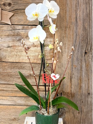 WATER FALL ORCHID 