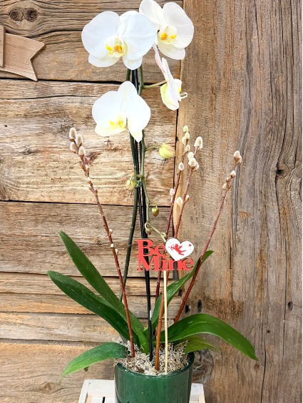 WATER FALL ORCHID 