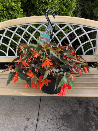 Waterfall Begonia Hanging Basket Hanging Basket