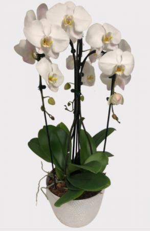 Waterfall Orchid Plants 