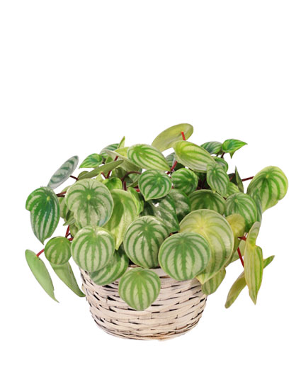 Watermelon Peperomia House Plant