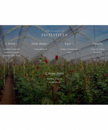We sell ROSAPRIMA premium Roses❤️  in Osoyoos, BC | POLKA DOT DOOR