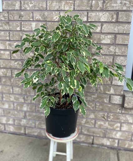 Weeping Fig Indoor Plant