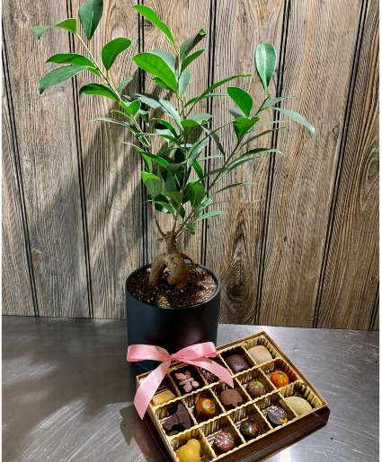 Welcome home  plant bundle