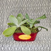 Welcome tin with 2 succulent's 