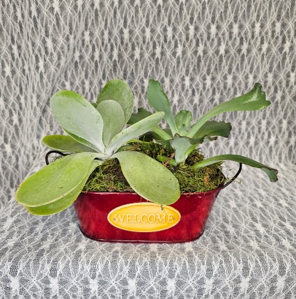 Welcome tin with 2 succulent's 