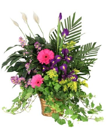 Whispers of Remembrance House Plant in Chicora, PA | Lily Dale Floral Design Studio