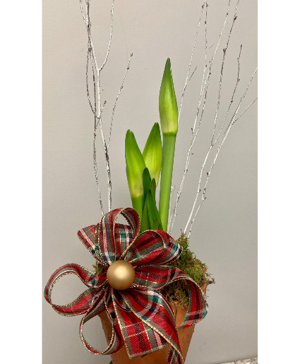 White Amaryllis Blooming Plant