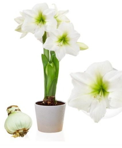 White Amaryllis Plant  
