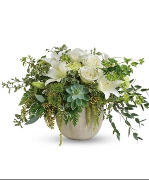 White and Succulent 