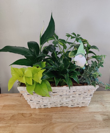 White basket dish garden    apache junction 