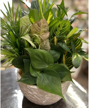 White ceramic dishgarden 