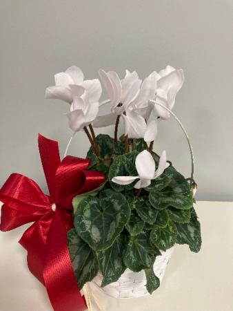 White Cyclamen Flowering Plant