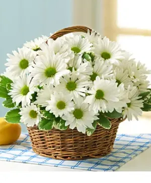 White Daisies - 00283 