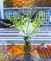 White Dendrobium Orchids (Limited) pre order now