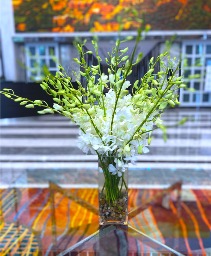 White Dendrobium Orchids (Limited) pre order now