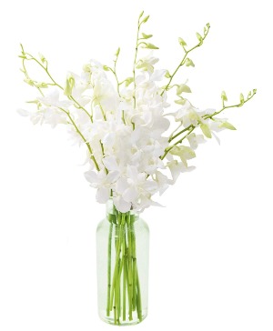 White Dendrobium Orchids With Vase vase