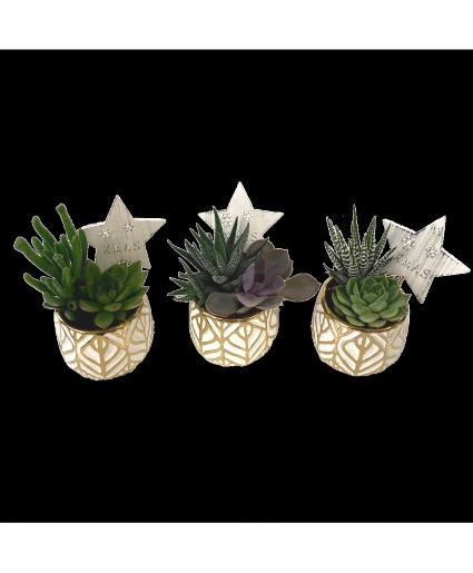 White Gold Leaf Succulent $14.95 Each