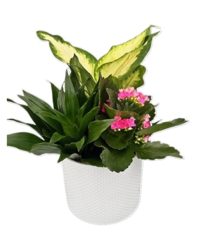 White indented planter  Planter