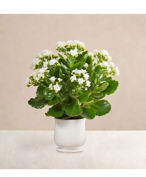 White Kalanchoe Plant