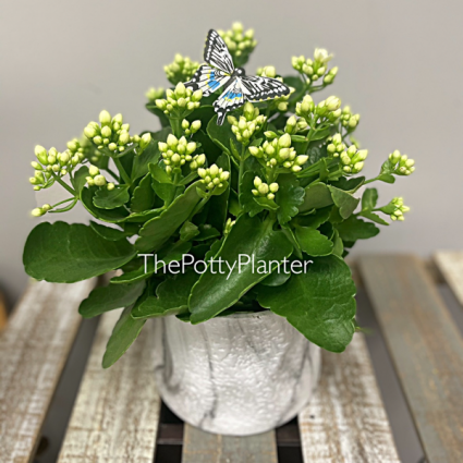 White Kalanchoe Plantt 