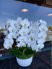 White orchid  