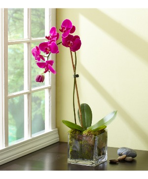 PURPLE ORCHID 