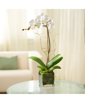WHITE ORCHID 