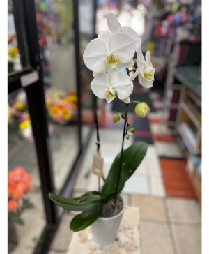 White Orchid  