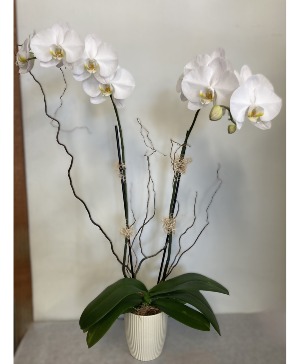 White Orchid Blooming Plant