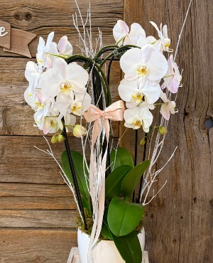  2 DOUBLE STEMS WHITE ORCHID 