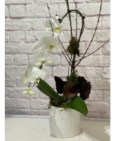 White Orchid in Pot Potted Plant