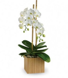White Orchid Plant