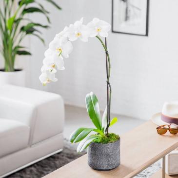 SINGLE ORCHID  in Coconut Grove, FL | Luxury Flowers