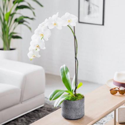 SINGLE ORCHID 