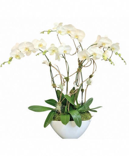 White Orchid Plant 
