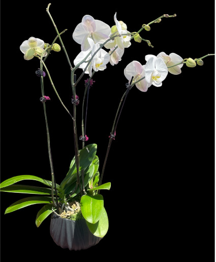 White Orchid plant  