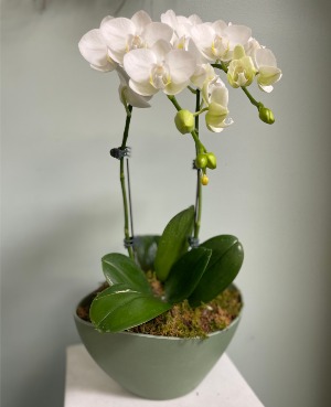 White Phalaenopsis Orchid 