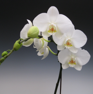 Orchid Plant Plant