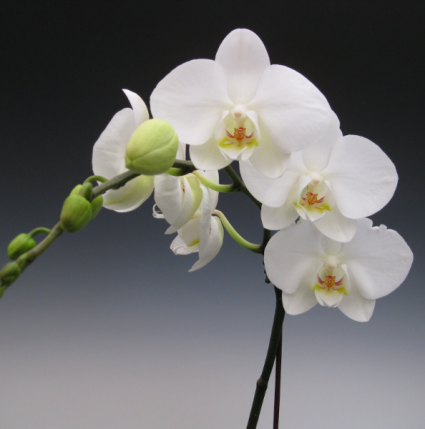 Orchid Plant Plant