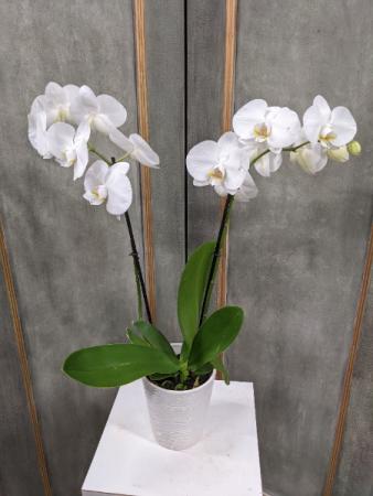 White Phalaenopsis Orchid Plant