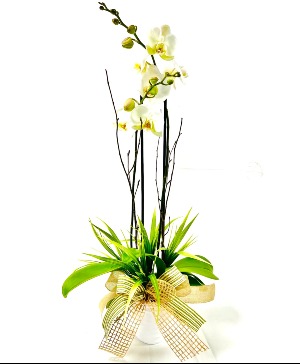 White Phalaenopsis Orchid Plant 