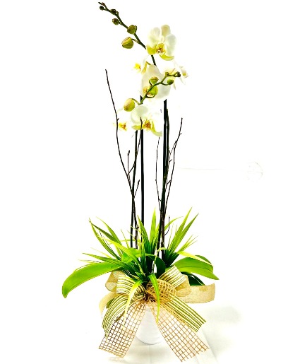 White Phalaenopsis Orchid Plant 